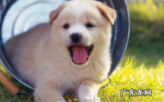 小狗几天会自己吃食 如何养好狗狗