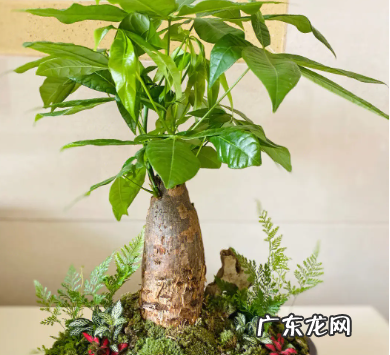 发财树怎么养 详细介绍