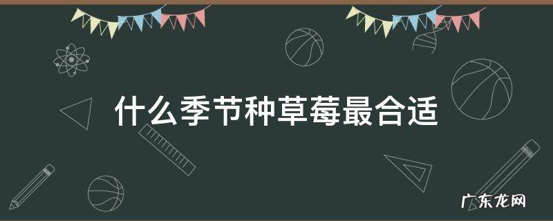 什么季节种草莓最合适 草莓什么季节种比较好
