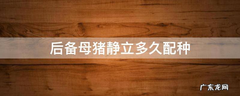 后备母猪静立后多久配种 后备母猪静立多久配种