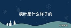 枫叶是什么样子的 冬天的枫叶是什么样子的