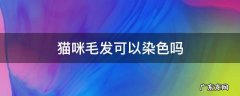 猫的毛色可以染吗 猫咪毛发可以染色吗