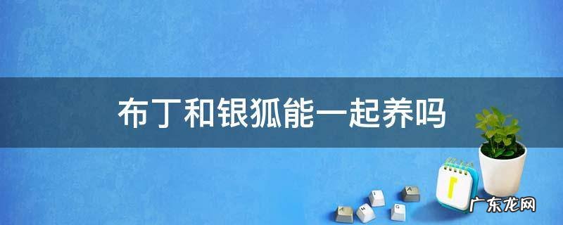 布丁和银狐能一起养吗 养布丁和银狐的注意事项