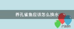 养孔雀鱼应该怎么换水 养孔雀鱼换水直接用自来水