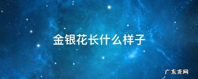 金银花长什么样子可以泡水喝吗 金银花长什么样子