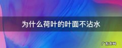 荷叶的叶片为什么不沾水 为什么荷叶的叶面不沾水