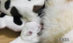小奶狗怎么喂养 刚出生小狗一夜不喂可以吗