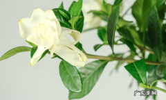 栀子花如何晒干食用