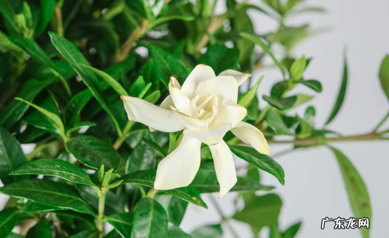 栀子花如何晒干食用