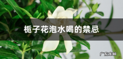 栀子花泡水喝的禁忌栀子花怎么泡水喝
