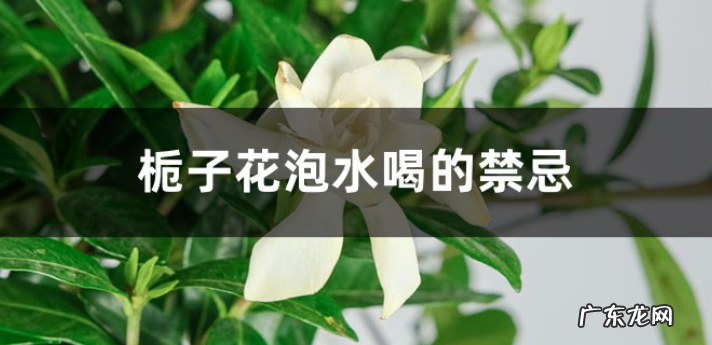 栀子花泡水喝的禁忌栀子花怎么泡水喝