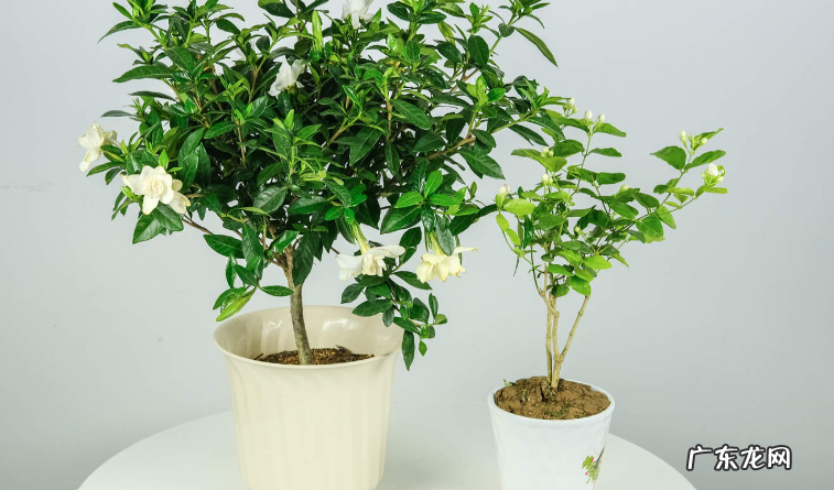 栀子花泡水喝的禁忌栀子花怎么泡水喝