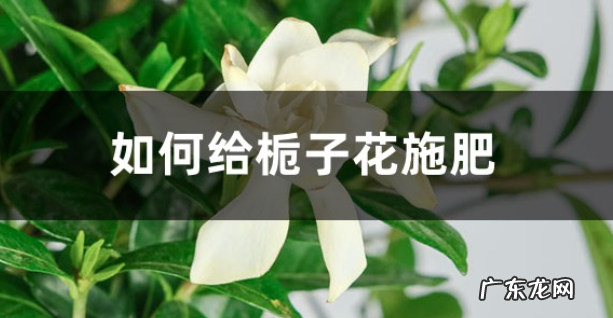 栀子花的施肥方法用什么肥好