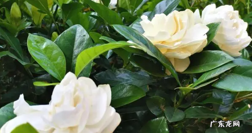 栀子花的施肥方法用什么肥好