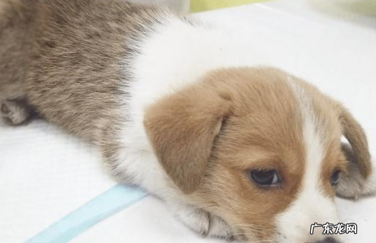 狗狗感冒的症状是什么 狗狗感冒打喷嚏吃什么药好得快