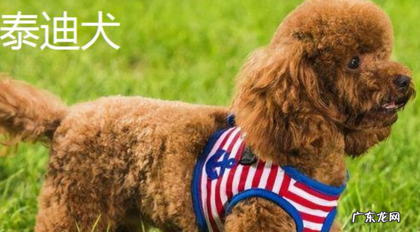 狗狗为何抱腿 不掉毛的狗狗品种