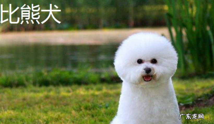 狗狗为何抱腿 不掉毛的狗狗品种