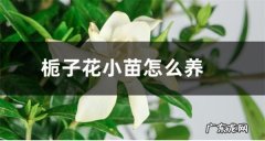 栀子花小苗怎么养 定植后怎么养护
