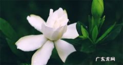栀子花怎么晒干泡茶 详细介绍