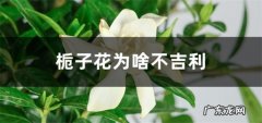 栀子花为什么不吉利有什么寓意和传说