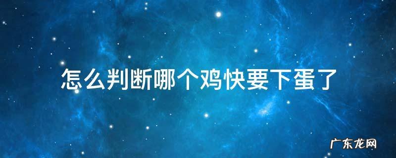 怎么判断哪个鸡快要下蛋了 鸡通过什么下蛋