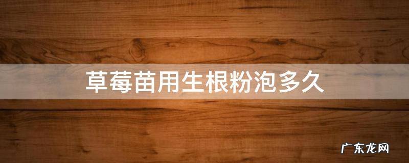 草莓苗用生根粉泡多久 草莓苗泡生根水要多久?
