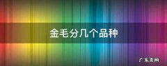 金毛分几个品种图片 金毛分几个品种