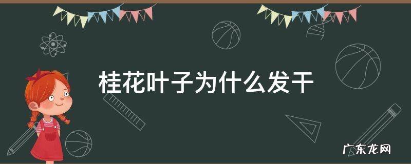 桂花叶子为什么发干 家庭桂花的叶子发硬发干