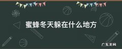 蜜蜂在冬天里去哪里了 蜜蜂冬天躲在什么地方