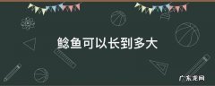 鲶鱼可以长到多大 鲶鱼最大可以长到多么大