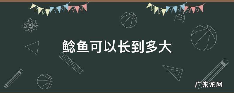 鲶鱼可以长到多大 鲶鱼最大可以长到多么大