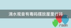 滴水观音养在室内有毒吗 滴水观音有毒吗摆放屋里行吗