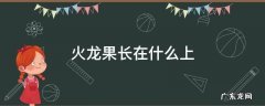 火龙果长在什么上头 火龙果长在什么上