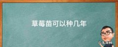 草莓苗可以种几年 草莓苗可以生长几年