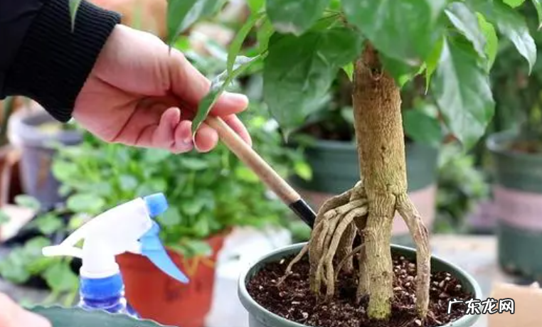 新买的幸福树怎么养