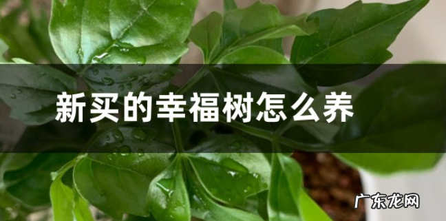 新买的幸福树怎么养