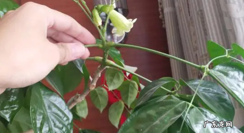 新买的幸福树怎么养