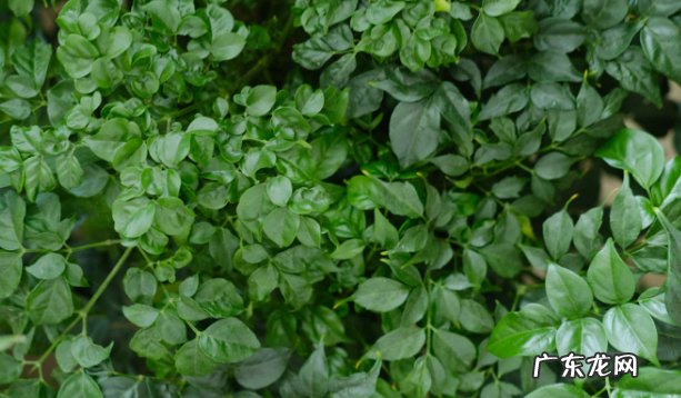 幸福树摆放禁忌真正的幸福树是哪一种