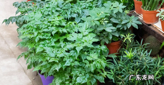 幸福树摆放禁忌真正的幸福树是哪一种