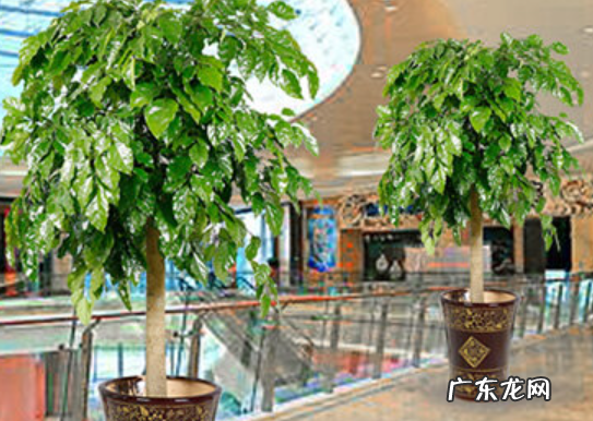 幸福树摆放禁忌真正的幸福树是哪一种