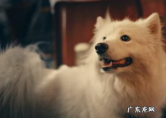 狗狗挨揍时 为何不会像猫咪一样反抗