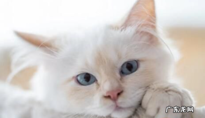 猫咪耳朵背面毛有点秃怎么回事