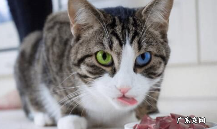 猫咪耳朵背面毛有点秃怎么回事