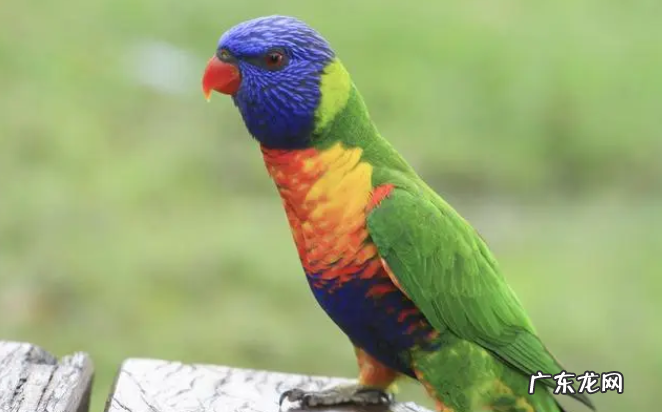 鹦鹉晚上看得见吗 养殖鹦鹉注意事项