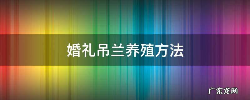 婚纱吊兰怎么养 婚礼吊兰养殖方法