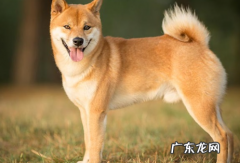 狗狗能吃维生素e吗 不建议给狗吃的原因