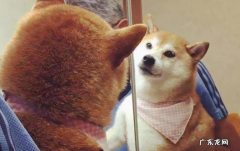 狗知道镜子里是自己吗