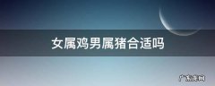 女猪和属鸡的男的合适吗 女属鸡男属猪合适吗