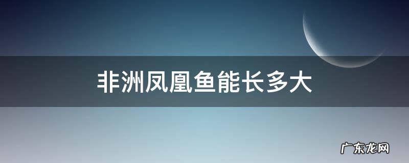 非洲凤凰鱼能长多大 玻利维亚凤凰鱼能长多大