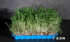 家庭种植芽苗菜9个步骤 芽苗菜家庭种植方法